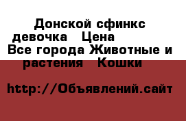 Донской сфинкс девочка › Цена ­ 15 000 - Все города Животные и растения » Кошки   